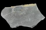 Elrathia Trilobite Fossil - Utah - House Range #139623-1